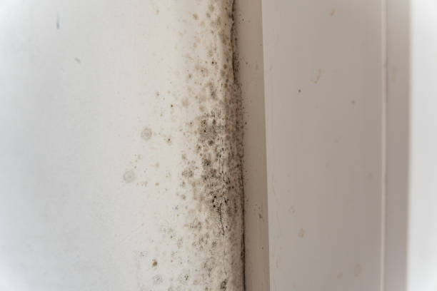 Reliable Rosanky, TX Mold Removal Solutions